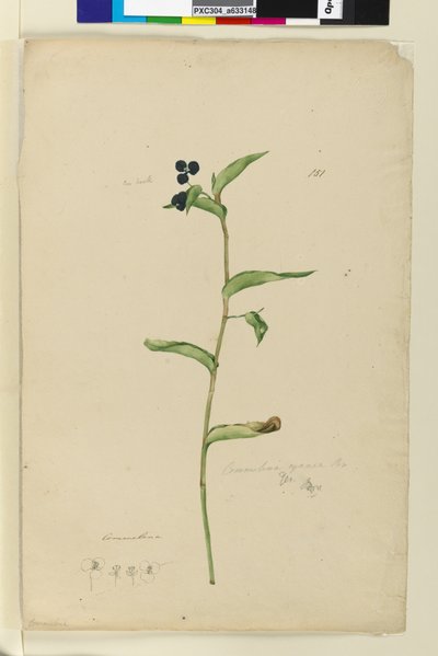 Page 151. Commelina cyanae - John William Lewin
